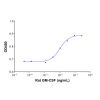 Recombinant Rat GM-CSF Protein -    by