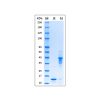 Recombinant MPXV A29L Protein - by