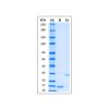 Recombinant MPXV A35R Protein - by