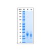 Recombinant MPXV A30L Protein - by