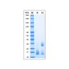 Recombinant MPXV A35R Protein - by