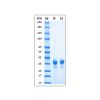 Recombinant MPXV H3L Protein - by