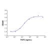 Recombinant Human FGF basic/FGF2/bFGF Protein