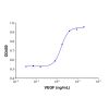 Recombinant Human VEGF Protein