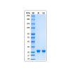 Recombinant EN-TEV Protease Protein - by Aladdin Scientific