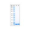 Recombinant Human LC3B Protein - by