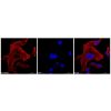 Recombinant Streptavidin Protein (Cy5) -    by Aladdin Scientific