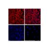 Recombinant Streptavidin Protein (TRITC) -    by Aladdin Scientific