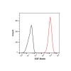 Recombinant Human EGF Protein (Biotin)