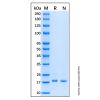 Recombinant Human Connexin 43/GJA1 Protein - by