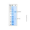 Recombinant Human Lgr5/GPR49 Protein - by Aladdin Scientific