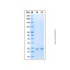 Recombinant Human KRAS Protein