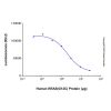 Recombinant Human KRAS (G12C) Protein