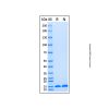 Recombinant Human ABCB1 Protein - by Aladdin Scientific