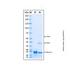 Recombinant Human EMR1 Protein - by Aladdin Scientific