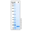Recombinant Human Vitamin D Receptor/VDR Protein
