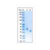Recombinant Human Nectin-2/CD112 Protein - by