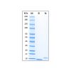 Recombinant Human EGF Protein - CAS No.62253-63-8 by